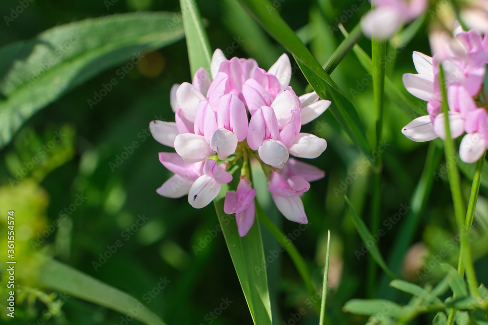 Fototapeta premium Light purple wildflower