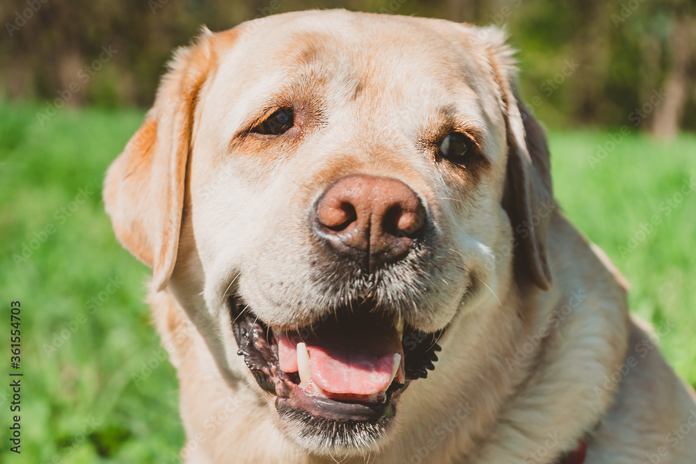 Portrait of an adult Labrador on a background of green Park. A happy dog is delighted with a trip to nature. Portrait of an adult Labrador on a background of green Park. A happy dog is delighted with a trip to nature.