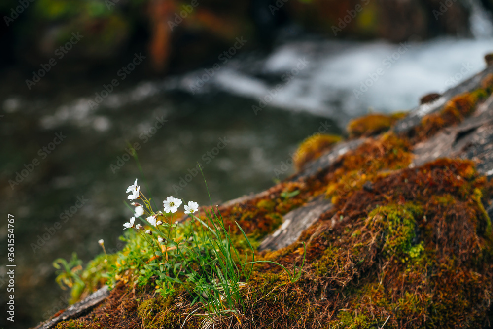 Small white flowers of cerastium tomentosum in bloom on fallen wet mossy tree trunk on bokeh background of river water. Beautiful wild flowerets is blooming among red green mosses close-up. Small white flowers of cerastium tomentosum in bloom on fallen wet mossy tree trunk on bokeh background of river water. Beautiful wild flowerets is blooming among red green mosses close-up.