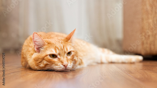 Closeup portrait of a red cat lying on a wooden floor on a blurred background. Shallow focus.