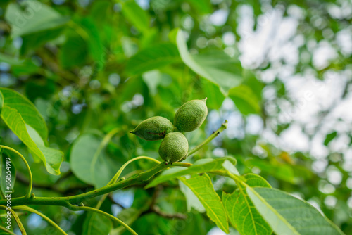 close up of a green  walnut plant photo