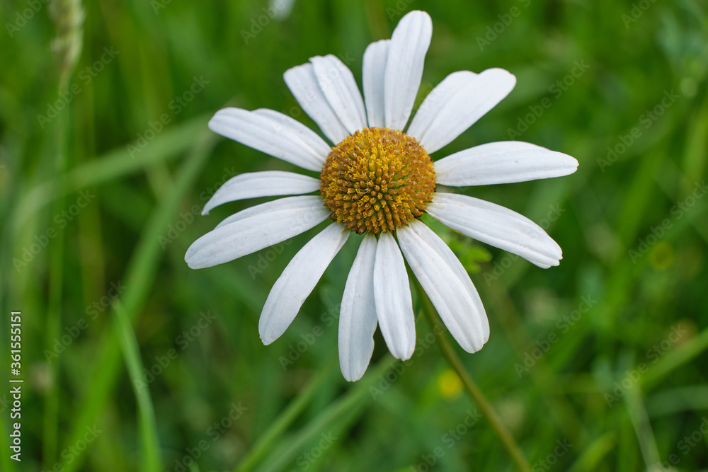 Fototapeta premium Daisy