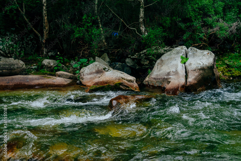 Scenic landscape with beautiful mountain creek with green water among lush thickets in forest. Idyllic green scenery with small river and rich greenery. Green water in mountain brook among wild flora. Scenic landscape with beautiful mountain creek with green water among lush thickets in forest. Idyllic green scenery with small river and rich greenery. Green water in mountain brook among wild flora.