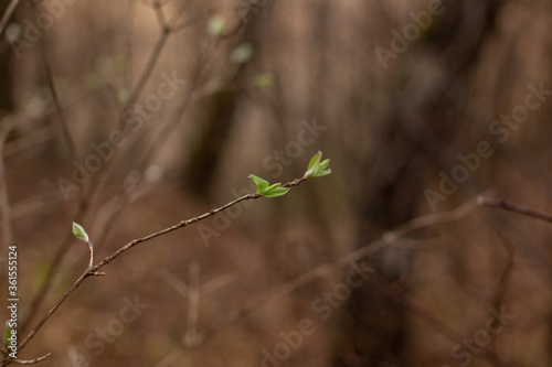 New life, young buds awaken by young leaves