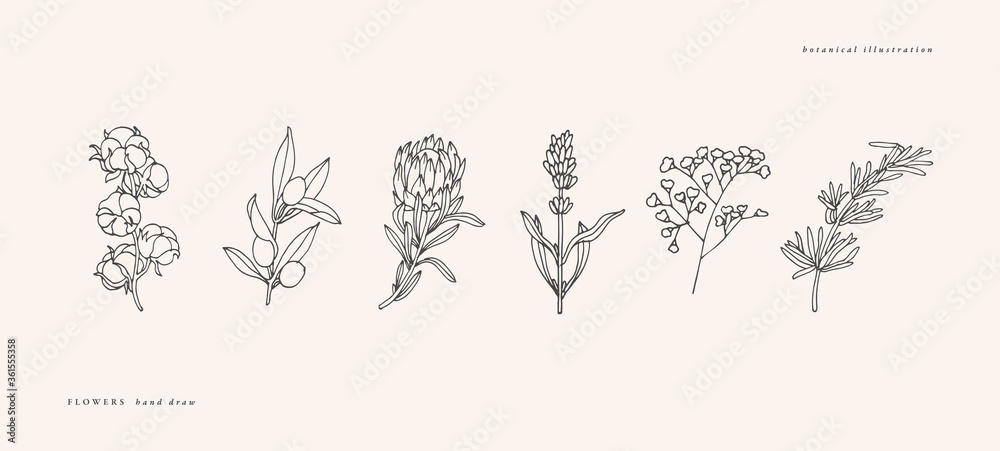 Vector illustration botanical herbs - vintage engraved style. Cotton, olive branch, protea, lavender, gypsophila and rosemary. - obrazy, fototapety, plakaty 