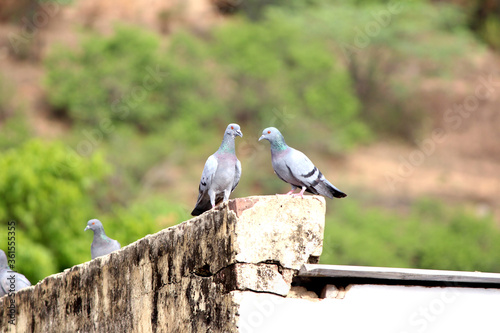 Pigeon on a ground or pavement in a city. Pigeon standing. Dove or pigeon 