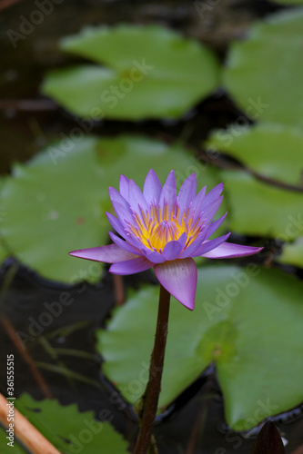 Purple Lotus In A Pond