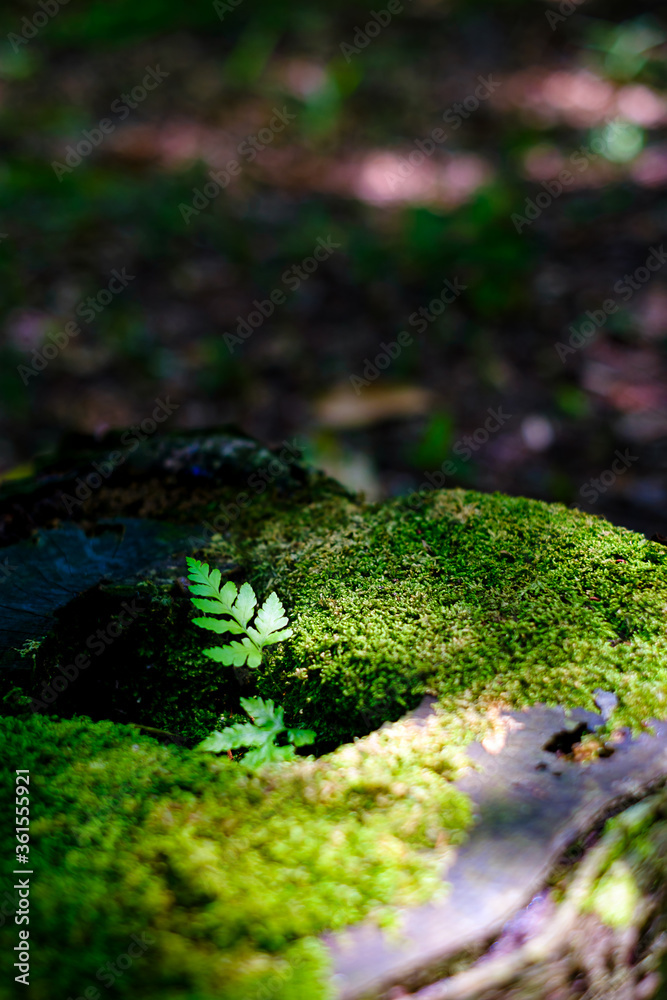 切り株に生えた苔と小さな葉 切り株に生えた苔と小さな葉