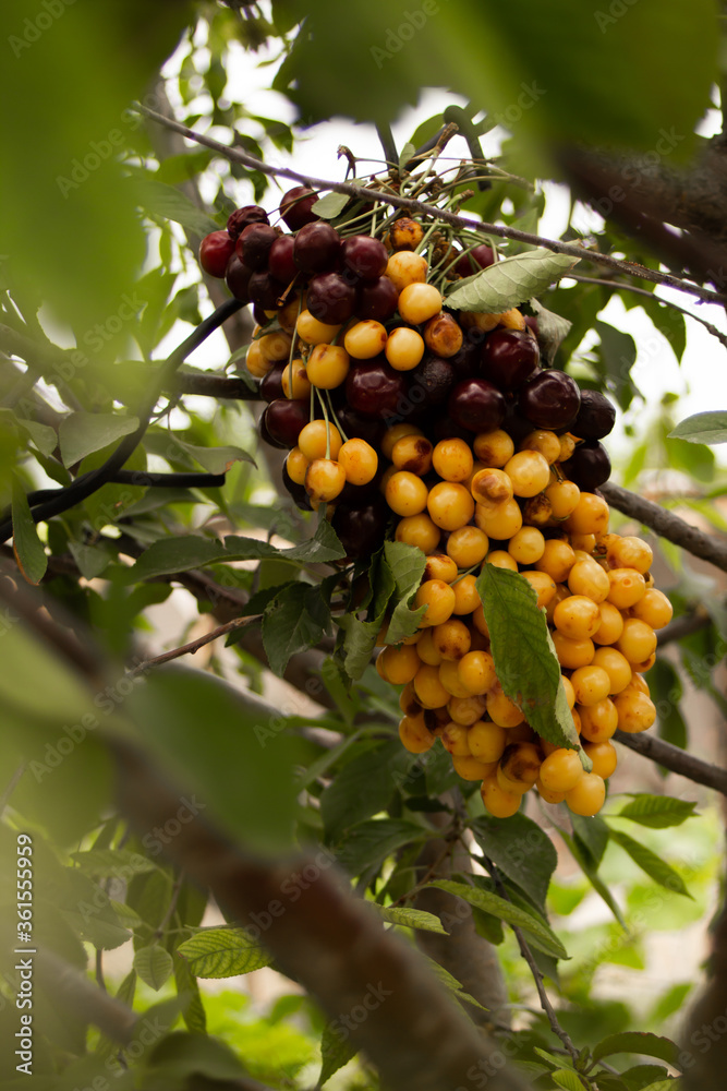 A cherry strung on a stick hanging on a tree A cherry strung on a stick hanging on a tree