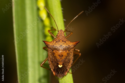 Euschistus heros - Neotropical brown stink bug is one of the most important pest Fotobehang