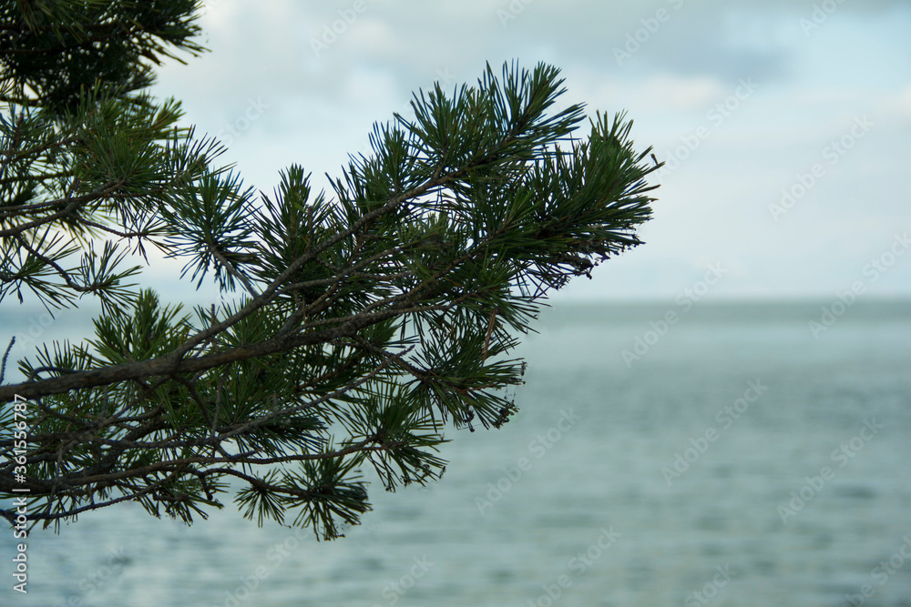 Obraz premium pine branches against blue sky