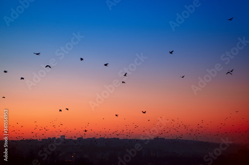 flock of crows flying over the city in the twilight