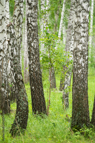 Fototapeta Naklejka Na Ścianę i Meble -  background of a small birch surrounded by large trunks of large birches and green grass