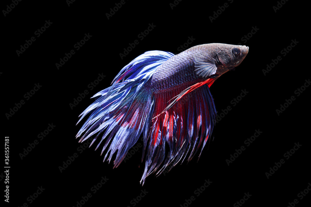 siam betta fighting fish siam betta fighting fish