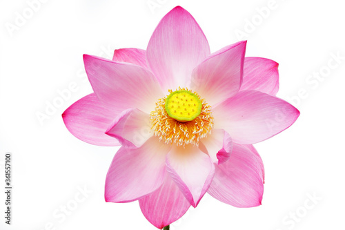 lotus flower