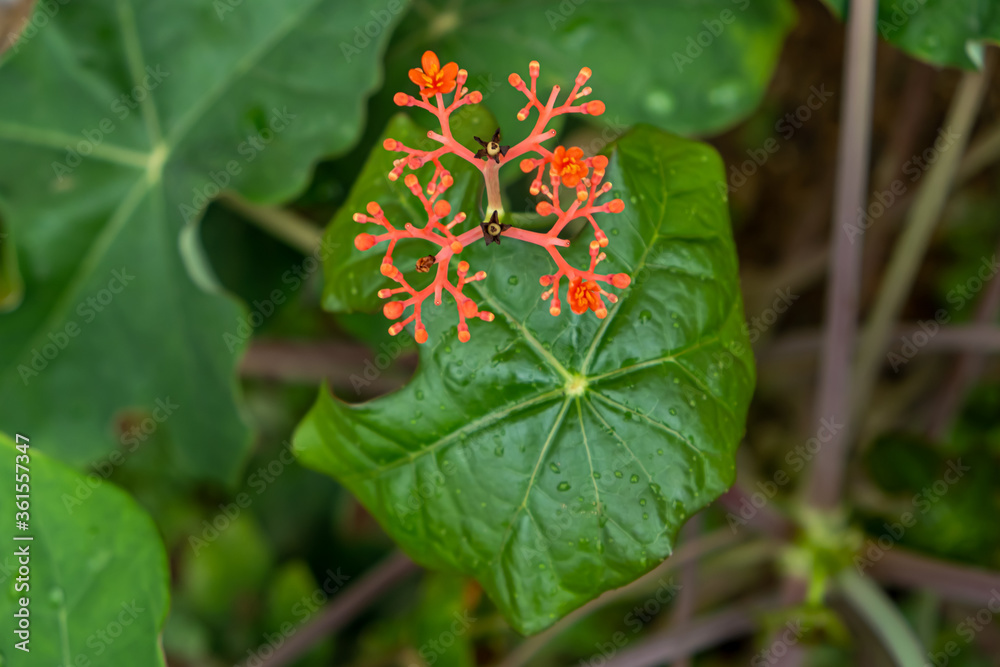 Red flowers with green leaves