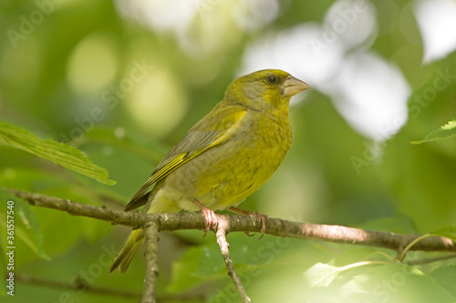 Greenfinch sitting on the branch. European Greenfinch (Carduelis chloris), male. © avs_lt