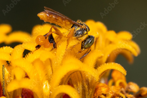 Tetragonisca angustula, a stingless bee, visiting a flower.