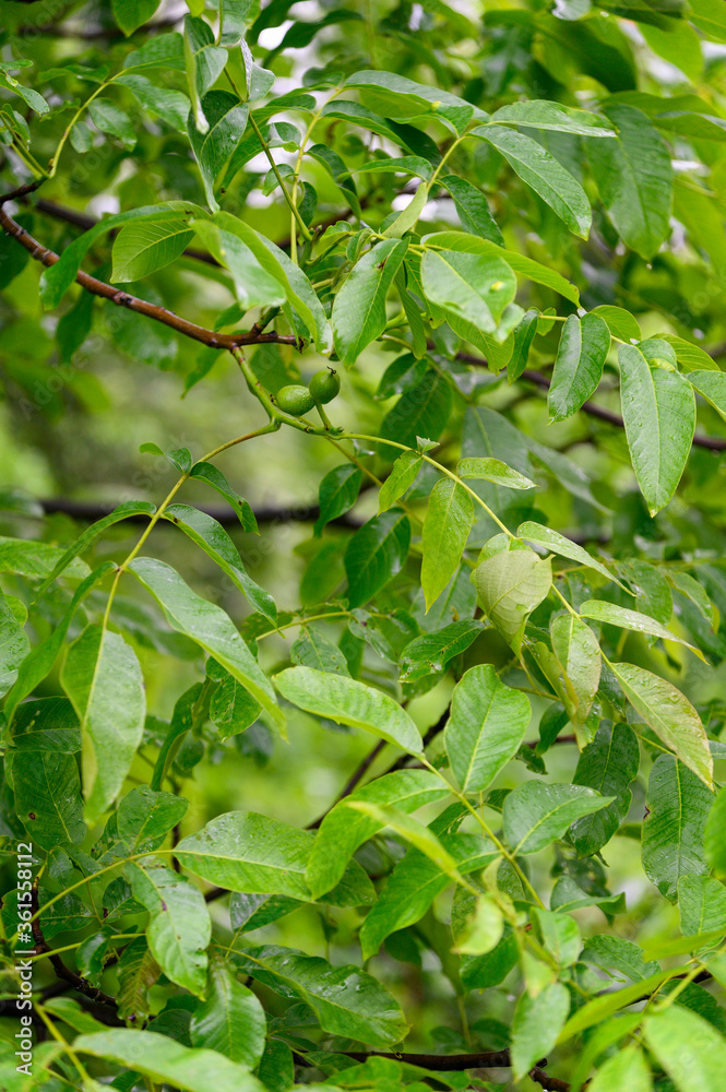 Green walnut fruits and green leaves on the tree. Green walnut fruits and green leaves on the tree.