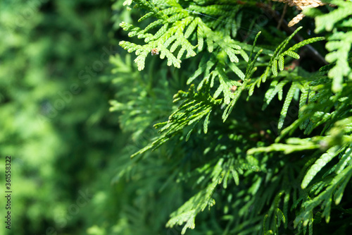 Background Thuja evergreen tree leaves. Thuja branches close up. Green nature background or Wallpaper Texture.