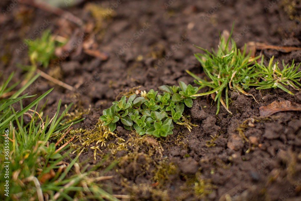 ground background, earth texture with greens and blades of grass ground background, earth texture with greens and blades of grass