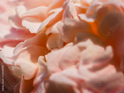 Flower petals close up © Thanh