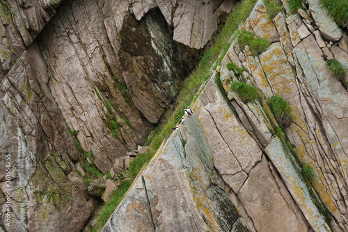 Horned Puffins (Fratercula corniculata) on the cliffs of Cape Achen, Chukotka, Russia