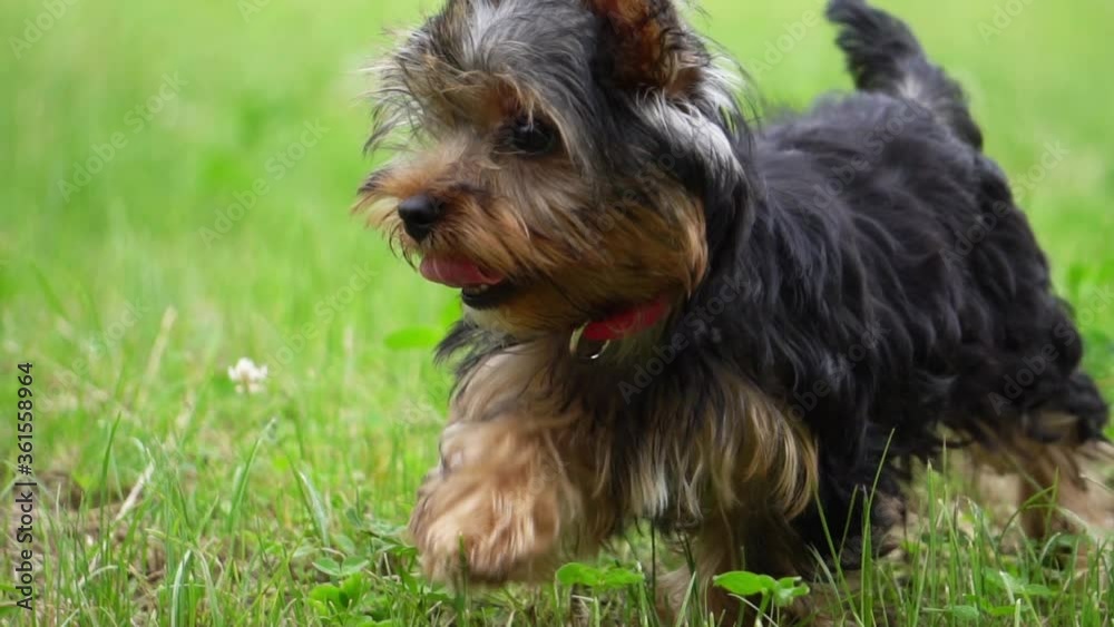 Puppy Yorkshire Terrier outdoor, slow motion Puppy Yorkshire Terrier outdoor, slow motion