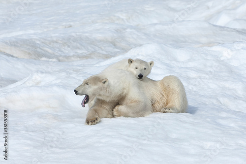 Mother polar bear with a two years old cub (Ursus Maritimus), Wrangel Island, Chuckchi Sea, Chukotka, Russian Far East, Unesco World Heritage Site