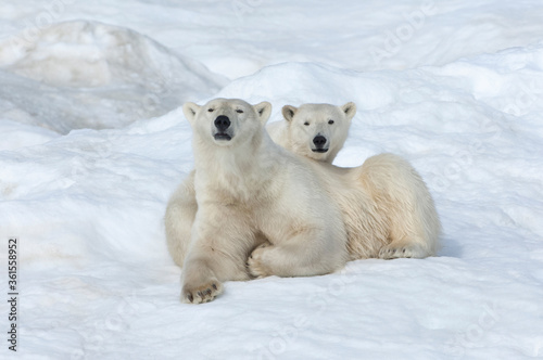Mother polar bear with a two years old cub (Ursus Maritimus), Wrangel Island, Chuckchi Sea, Chukotka, Russian Far East, Unesco World Heritage Site