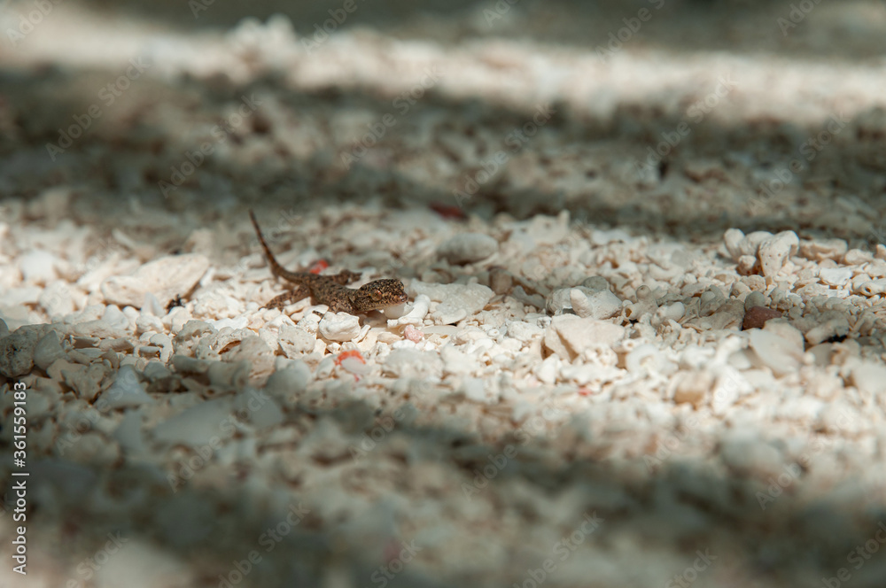 lizard in the sand with bulging eyes with shadows lizard in the sand with bulging eyes with shadows
