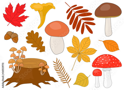 Set of mushrooms brown white chanterelles stumps autumn leaves acorns vector illustrations