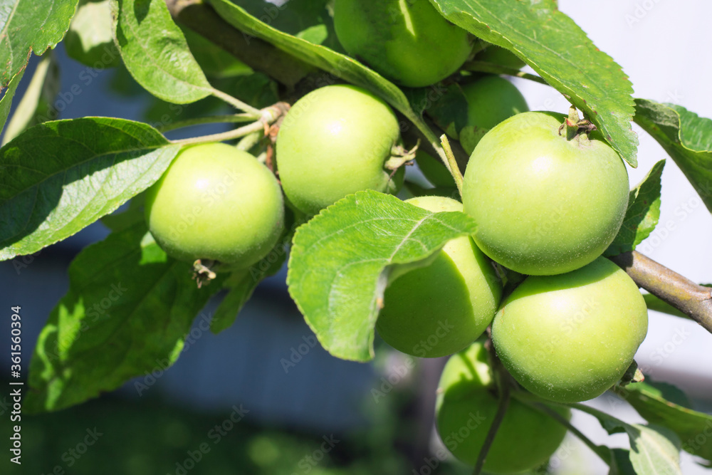 Green apples on a branch in the open air, selective focus. copy space