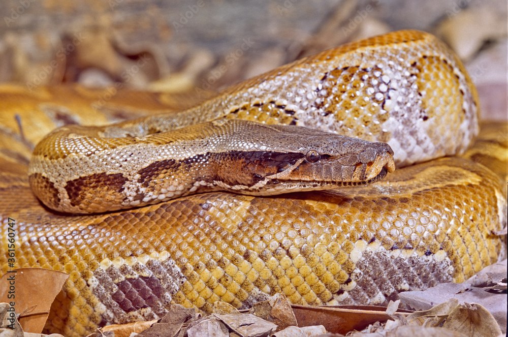 Obraz premium Blood python close up