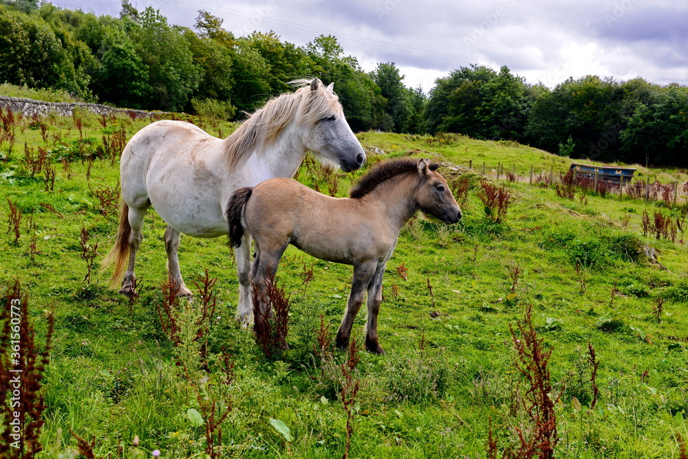 Mare and foal in the corral of the farm