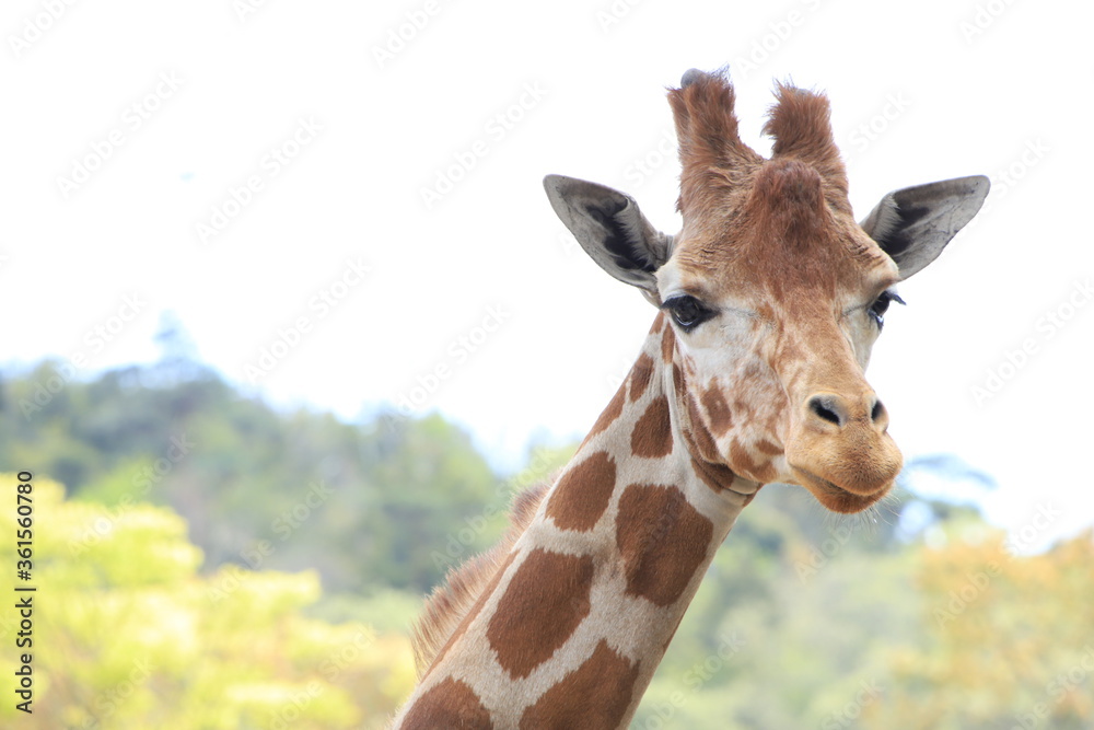Obraz premium Żyrafa