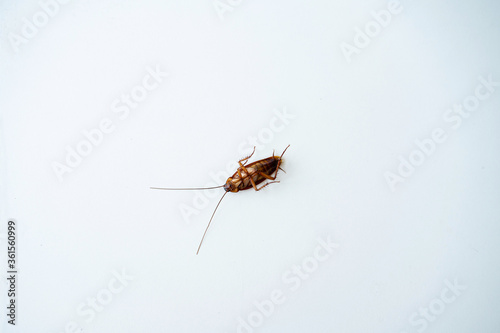 Cockroach on a white kitchen table a.