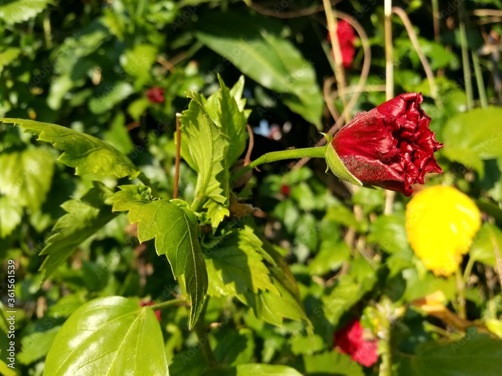 Fototapeta premium red and yellow flower