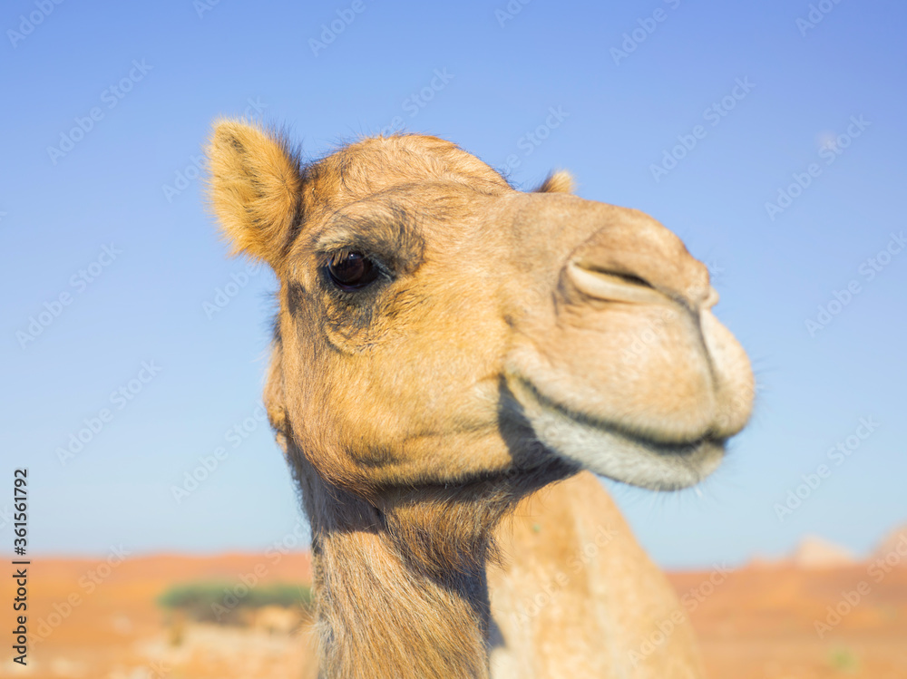 Obraz premium Portrait of beautiful wild yellow camel muzzle face at blue sky background close up
