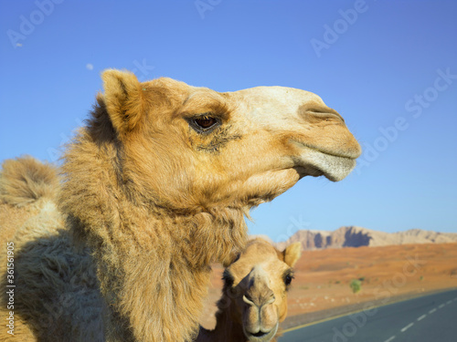Two cute wild yellow camels muzzles close up with fur and long eyelashes, middle east safari