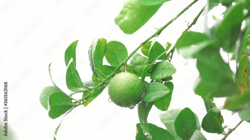 custom made wallpaper toronto digitalgreen lemons on the tree after the rain,green lemons plants after rain close up,selective focus without noise, green lemons and water droplets on the surface of lime,
