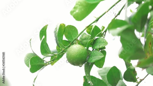 Wallpaper Mural green lemons on the tree after the rain,green lemons plants after rain close up,selective focus without noise, green lemons and water droplets on the surface of lime,
 Torontodigital.ca