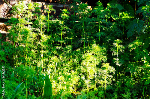 Świeże zielone rośliny w świetlne słonecznym