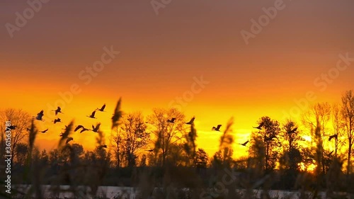 Slow motion shot of flying cranes at sunrise photo