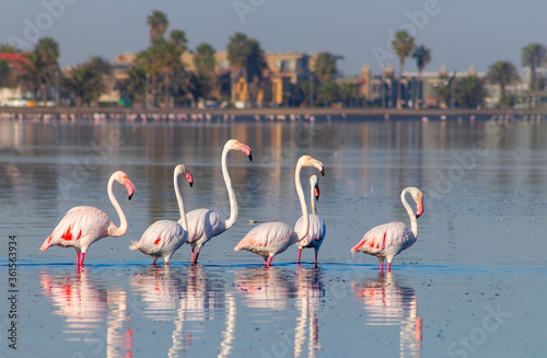 Wild african birds. Group birds of pink african flamingos walking around the blue lagoon on a sunny day.