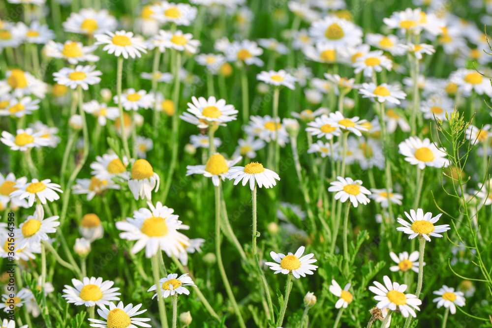 Fototapeta premium Daisies or chamomile grow on the field. Flowers background