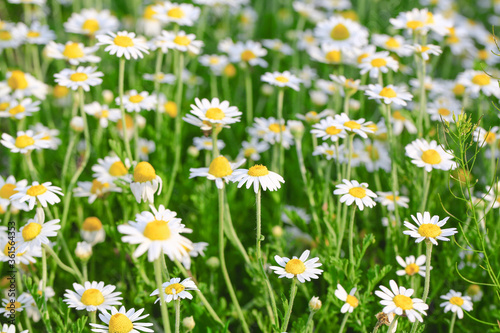Daisies or chamomile grow on the field. Flowers background