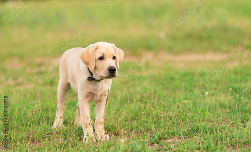 Labrador retriever dog in the nature