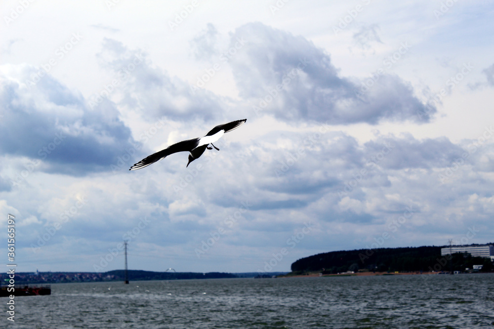 Fototapeta premium gull in the sky