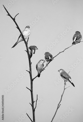 A tree of Indian Silverbills photo